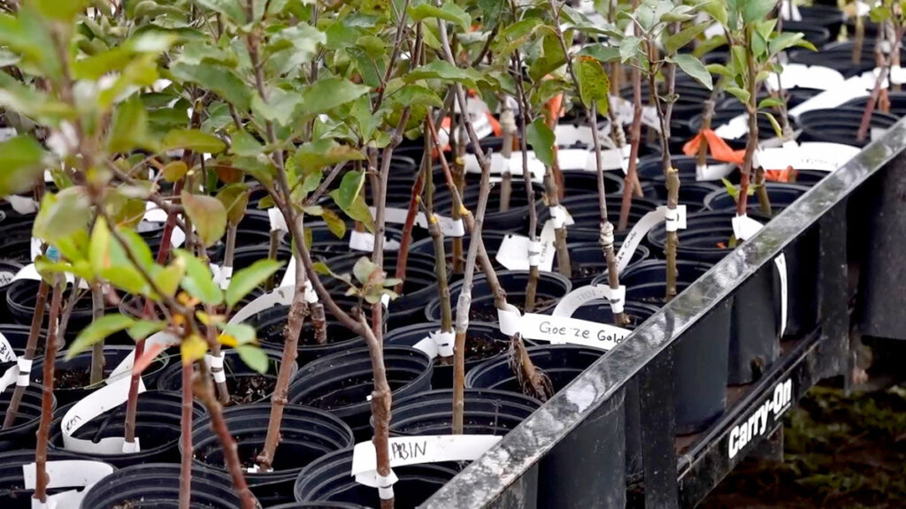 Tiga Pohon Buah Paling Mudah Dicangkok Untuk Pemula, Cepat Tumbuh Tanpa Ribet