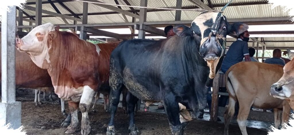 Mulai Rp2,2 Juta Per Orang, Patungan Sapi Kurban Jadi Opsi Ringan Jelang Iduladha