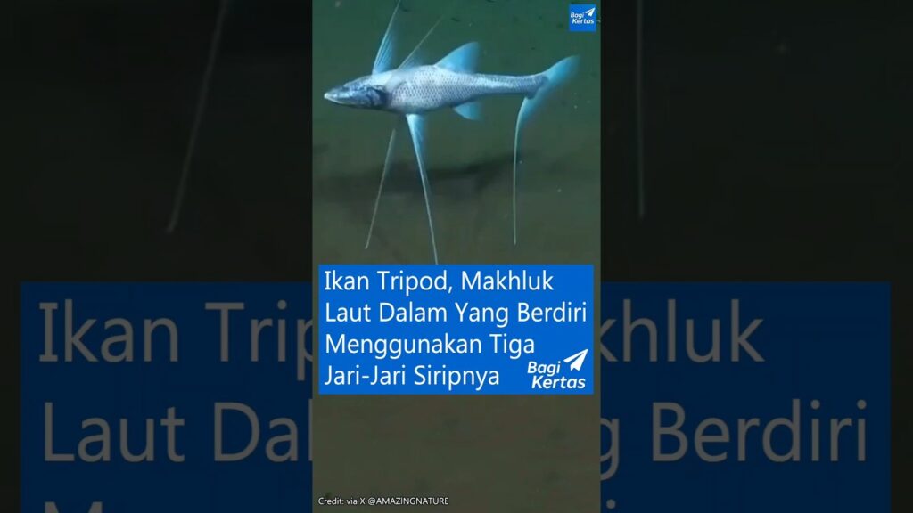 Di Laut Dalam Yang Gelap, Ikan Tripod Bertahan Dengan Sirip Seperti Kaki dan Cara Makan yang Hemat Energi