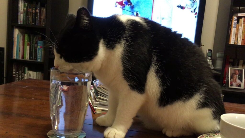 Bukan Cuma Karena Nakal, Gelas Minum Pemilik Bisa Jadi Pilihan Favorit Kucing Karena Ini