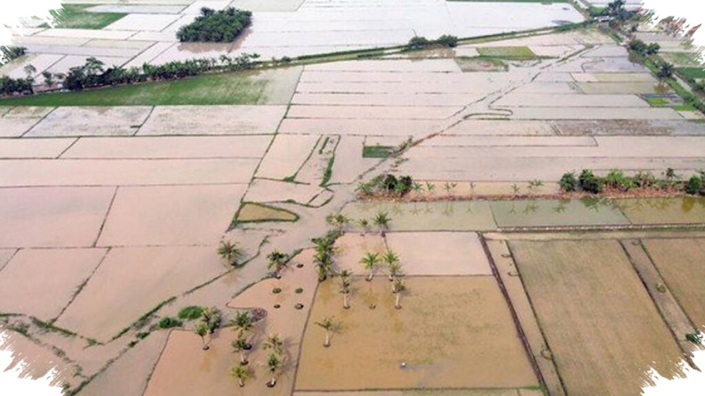 Tiga Provinsi Gerak Cepat Pulihkan 42.702 Hektare Sawah, Pasokan Beras Dijaga Pasca Bencana