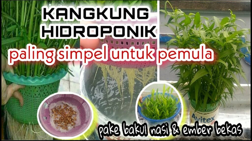 Panen Kangkung Hidroponik Dalam Ember, Cuma Butuh 2–3 Minggu Saja
