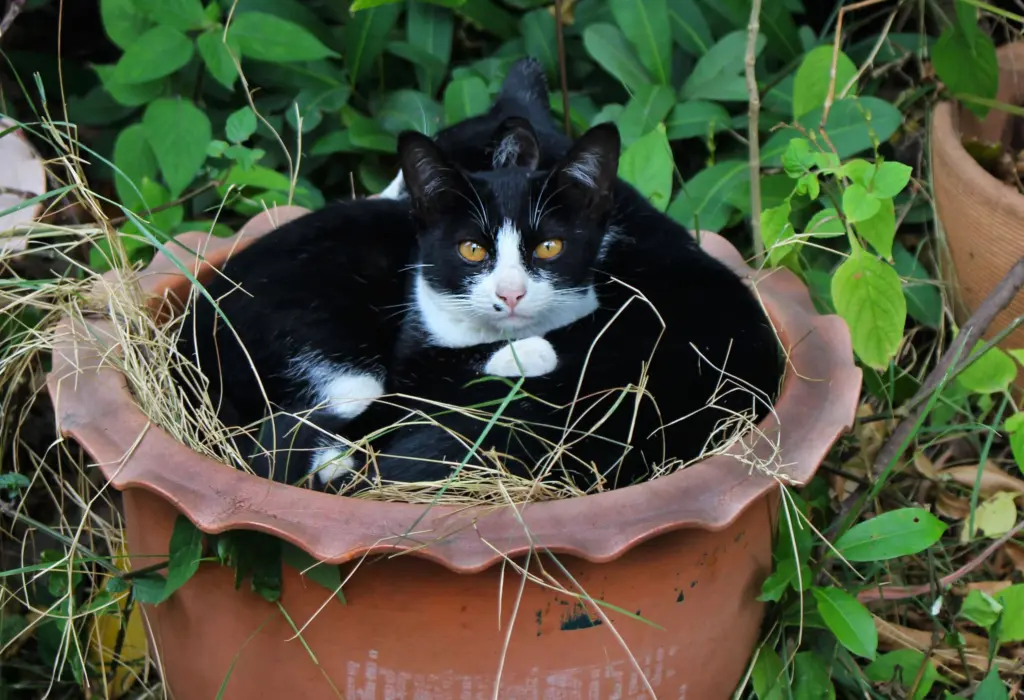 Makanan Rutin untuk Kucing Liar, Bisa Memicu Ketergantungan dan Menaikkan Risiko Penyakit