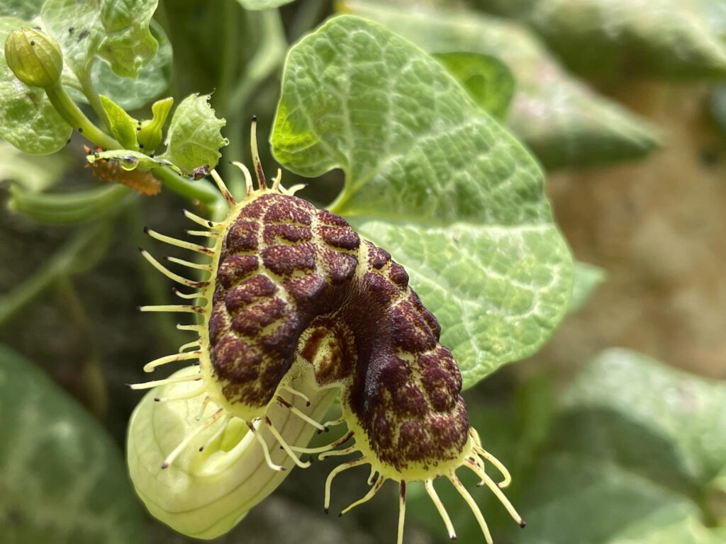 Menawan Di Urat Daunnya, White Veined Pipevine Ternyata Menyimpan Racun