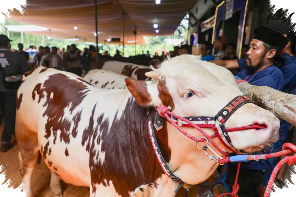 Kontes Sapi Perah Jadi Senjata Baru Jateng, Tekan Defisit Susu dan Kebutuhan Impor