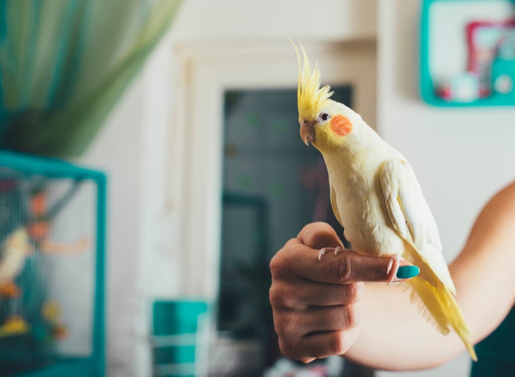 Burung Peliharaan Bisa Stres Tanpa Disadari, Dari Lingkungan Berubah hingga Menu Makan yang Tak Konsisten