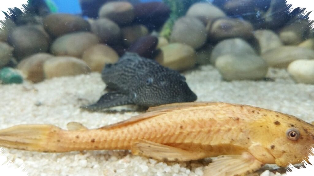 Lumpur Sungai Jakarta Mengandung Logam Berat, Ikan Sapu-Sapu Berisiko untuk Pakan Ternak