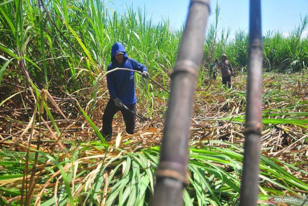 Industri Masih Mengejar 3,4 Juta Ton, Produksi Gula 2026 Diproyeksikan 3,04 Juta Ton