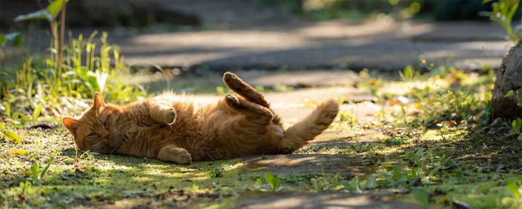 Mandi Pasir Bagi Kucing Ternyata Bukan Sekadar Main, Ada Sinyal Wilayah dan Cara Lawan Kutu