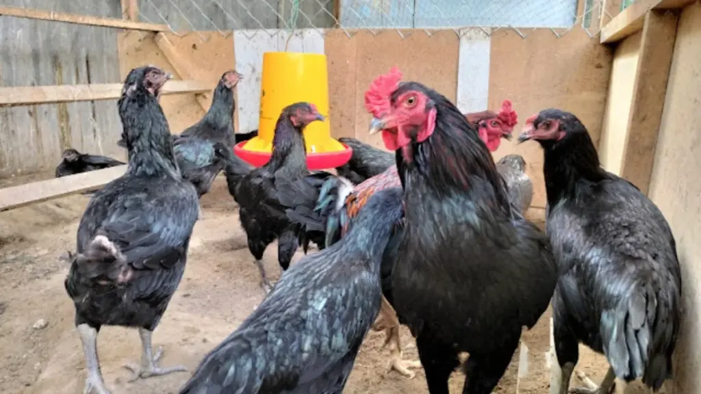 Target Panen 3 Bulan di Lahan 1×2 Meter, Ayam Kampung Tetap Bisa Menghasilkan Rp2 Juta