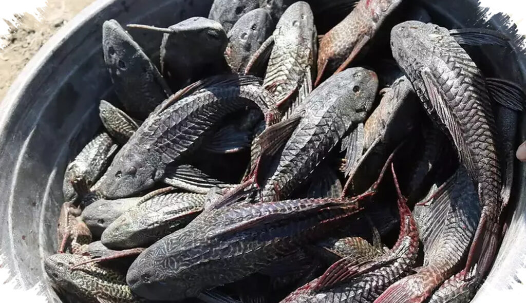 Logam Berat Mengintai Ikan Sapu-Sapu, Risiko Konsumsi Dari Perairan Tercemar