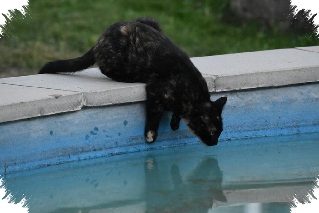 Naluri Berenang Pada Kucing, Tak Selalu Tampak Karena Takut Air