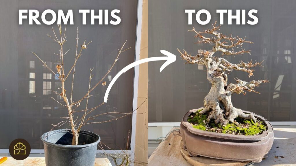 Ukuran Bonsai Tak Membesar Karena Akar dan Cabang Selalu Dikendalikan, Ini Rahasianya
