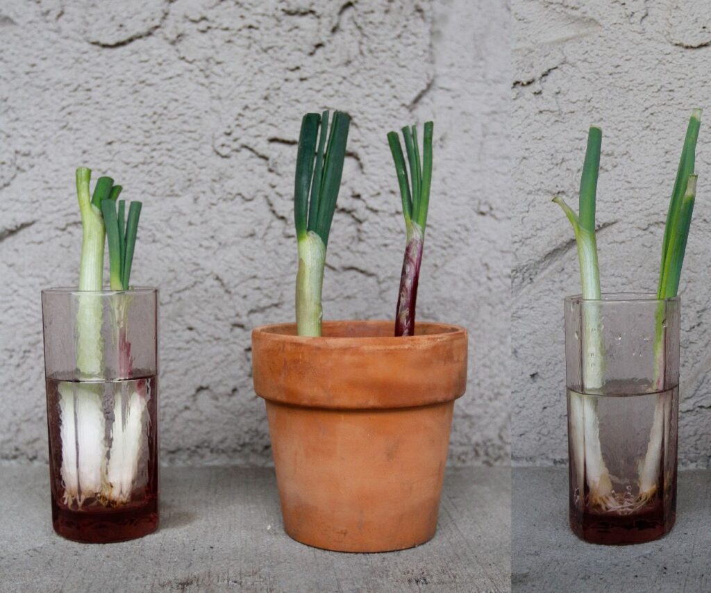 Daun Bawang Sisa Masih Bisa Tumbuh Lagi, Cukup Direndam Air Bersih Dalam Beberapa Hari
