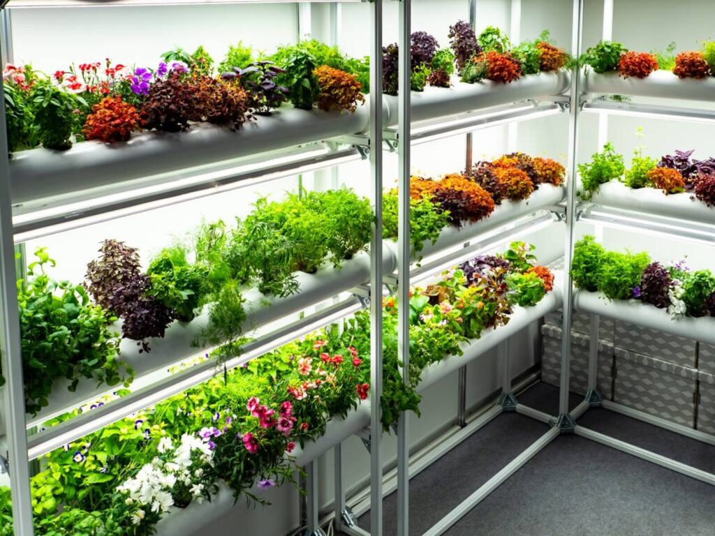 Kangkung Hingga Stroberi Hidroponik Yang Cepat Laku, Pilihan Panen Singkat untuk Tetangga