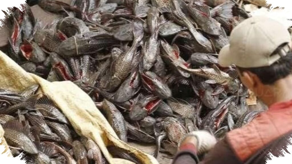 Daging Ikan Sapu-Sapu Memang Bisa Dimakan, Risiko Racun Dari Sungai Tercemar Tetap Mengintai
