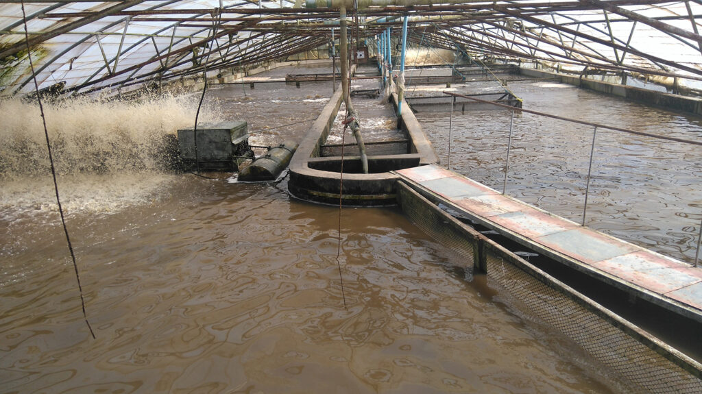 Nila Bioflok Bisa Dipanen Dalam 3 Bulan, Pemula Diuntungkan Oleh Pakan Dan Air Yang Lebih Hemat
