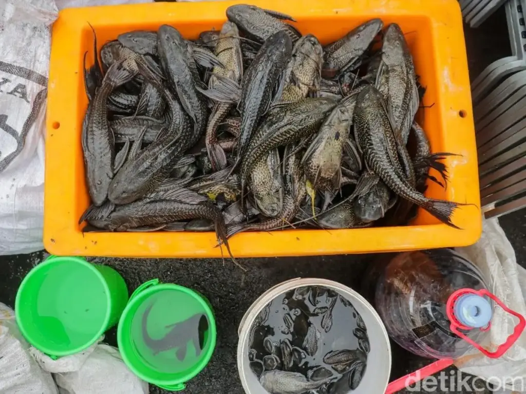 Saat Tanpa Predator Alami, Ikan Sapu-Sapu Mudah Menguasai Sungai dan Menekan Ikan Lokal