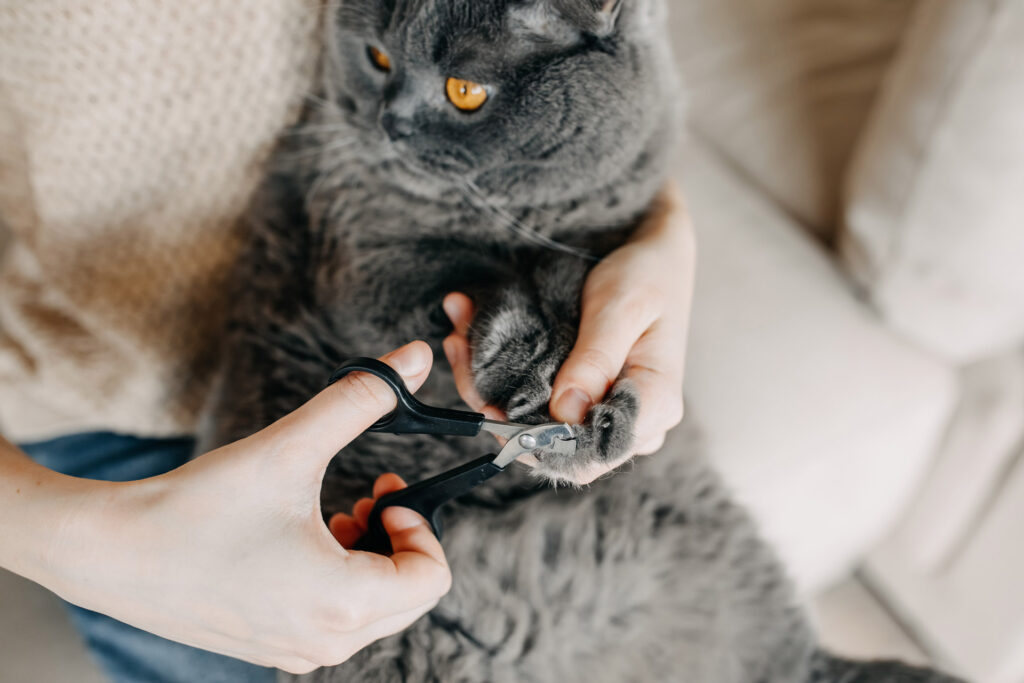 Kuku Kucing Terlalu Panjang Bisa Melukai, Begini Cara Memotongnya Tanpa Trauma