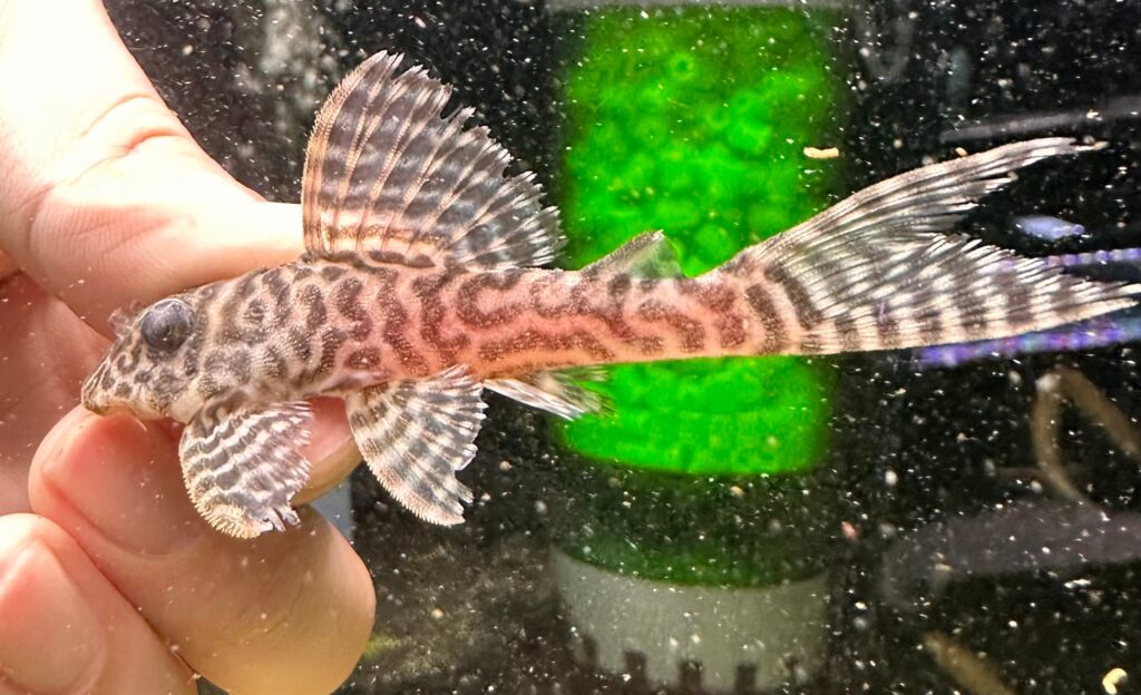 Harga Zebra Pleco Tembus Rp15 Juta, Ikan Sapu-Sapu Langka Incaran Kolektor