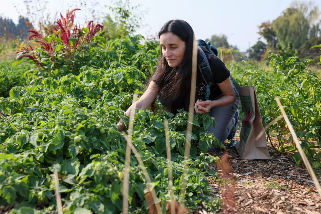 Melon Hidroponik Ubah Sisa Lahan Sewa Jadi Agrowisata Petik Sendiri, Cuan Mengalir dari Ruang Terbatas