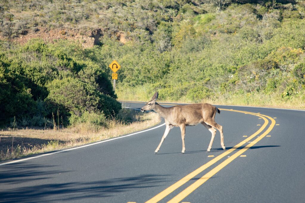 Rusa Ternyata Paling Mematikan di Amerika, Kecelakaan Jalan Lebih Banyak dari Serangan Predator