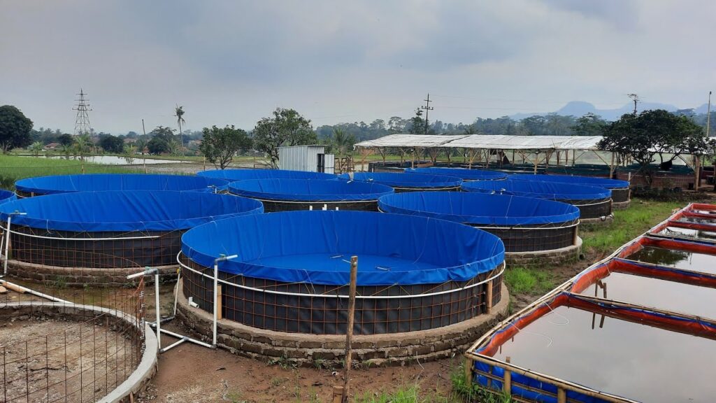 Bioflok Dan Akuaponik Redam Bau Kolam Ikan Di Permukiman Padat, Limbah Pun Jadi Sumber Manfaat