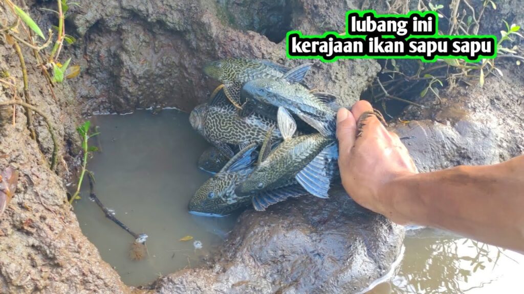 Ikan Sapu-Sapu Mengacau Dasar Perairan, Rantai Makanan Dan Habitat Lokal Tertekan