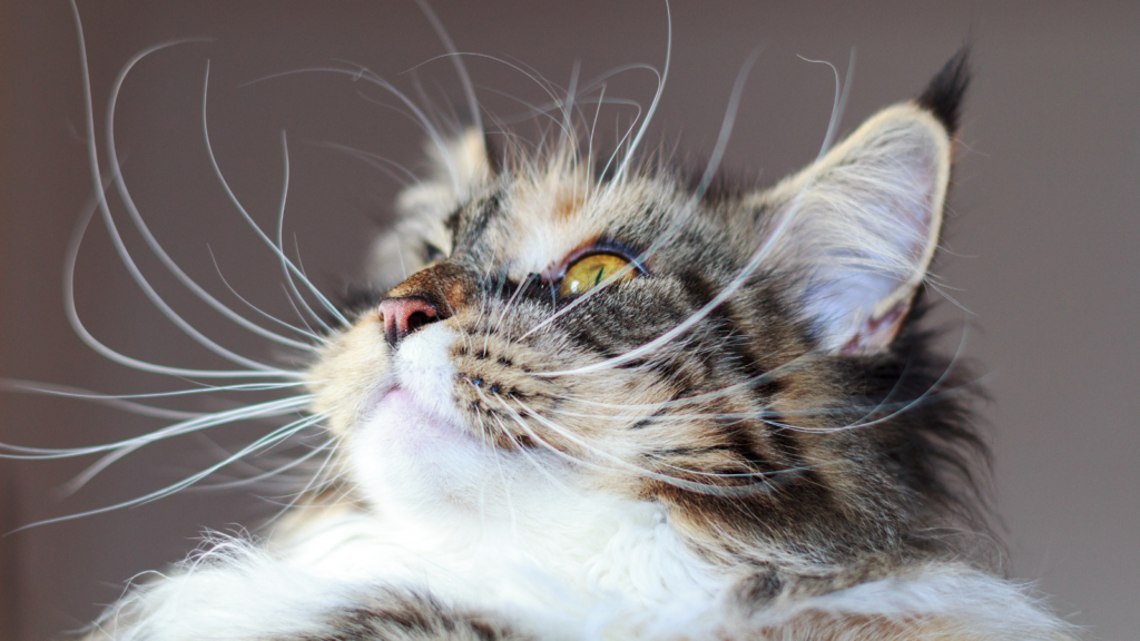 Kumis Kucing Jadi Sensor Utama, Sinyal Waspada, Berburu, dan Nyaman yang Sering Tak Disadari
