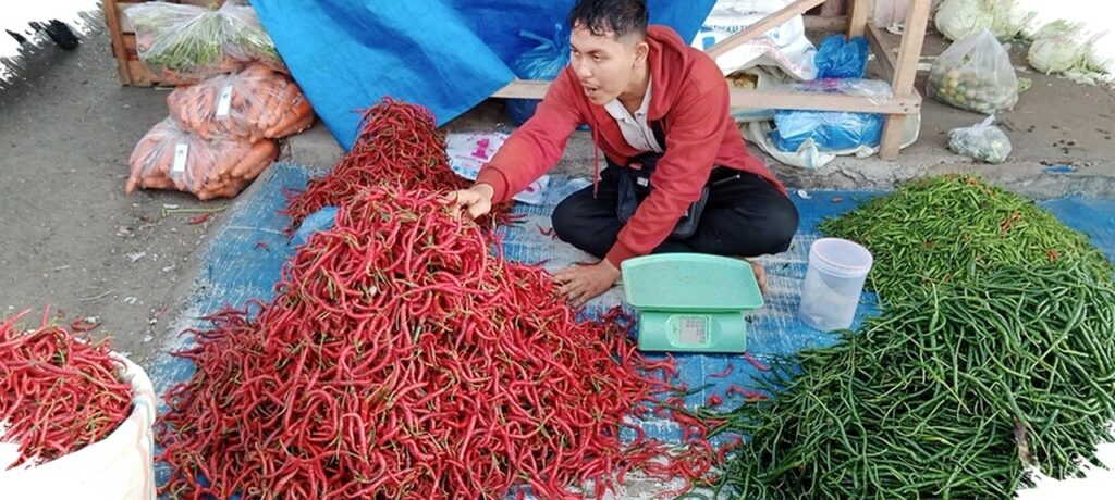 Cabai Merah Aceh Anjlok Hingga Rp15.000 Per Kg, Panen Berlimpah Tak Menutup Biaya Petani