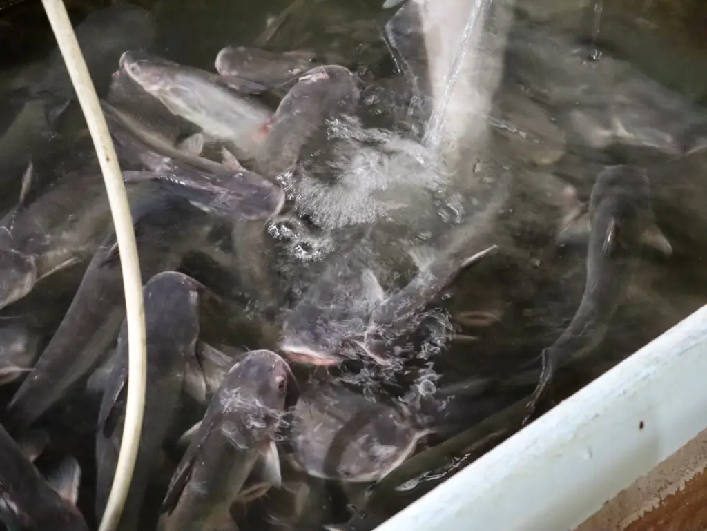 Rahasia Budidaya Lele Di Ember 50 Liter, Muat 30–50 Ekor Dan Panen 2–3 Bulan
