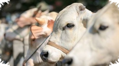 Harga Kurban Dari Kambing Hingga Sapi, Patokan Awal Menjelang Iduladha yang Perlu Diketahui