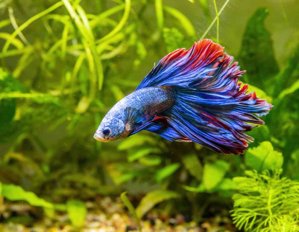 Ikan Hias Air Tawar Yang Cepat Laku, 9 Pilihan Mudah Dipelihara Pemula