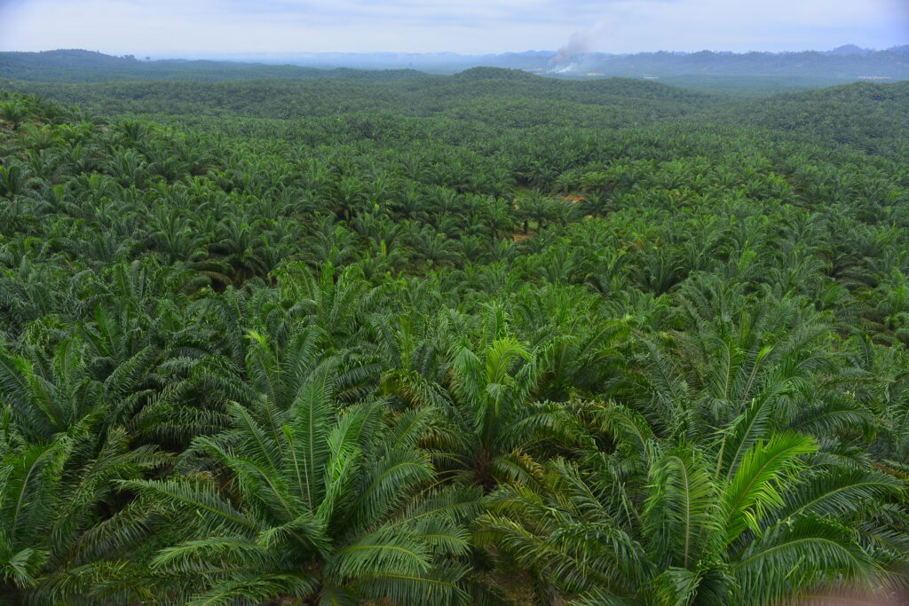 Capex Astra Agro Naik Ke Rp1,4 Triliun, Replanting Danabesar Dalam Perombakan Direksi