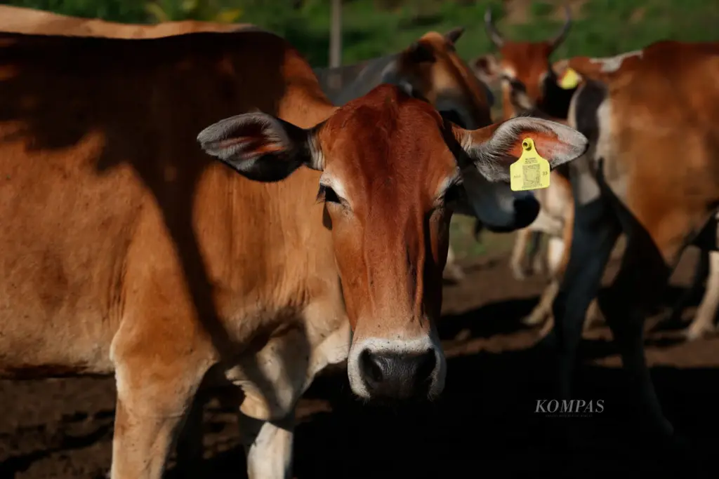 Brebes Bersiap Bangun Peternakan Sapi Perah Terpadu 30 Ribu Ekor, Impor Susu Tertekan?