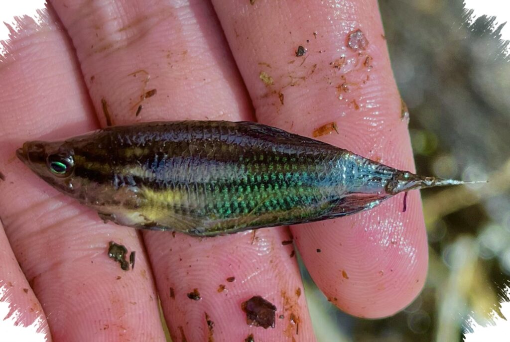 Lima Ikan Tangguh di Selokan Kotor, Dari Cere Kecil sampai Gabus Pemangsa