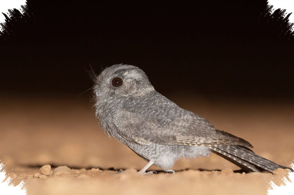 Berkicau Di Gelap, Australian Owlet-Nightjar Bukan Burung Hantu Sejati