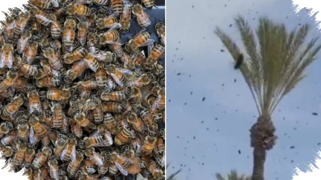 Jutaan Lebah Serbu Pusat Netivot, Warga Israel Mengungsi Ke Dalam Rumah