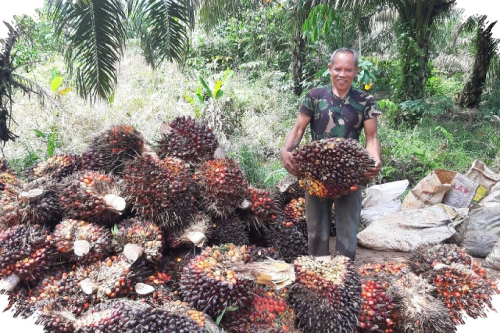 Selisih Harga TBS Menggerus Petani Pesisir Selatan, Potensi Rugi Tembus Rp 492 Miliar Setahun