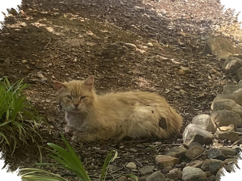 Mengusir Kucing Liar Tanpa Kekerasan, 10 Langkah Agar Halaman Tidak Dipilih Lagi