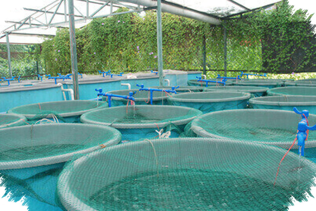 Pensiunan Tetap Produktif, Ternak Lele, Nila, Gurame yang Ringan Dirawat