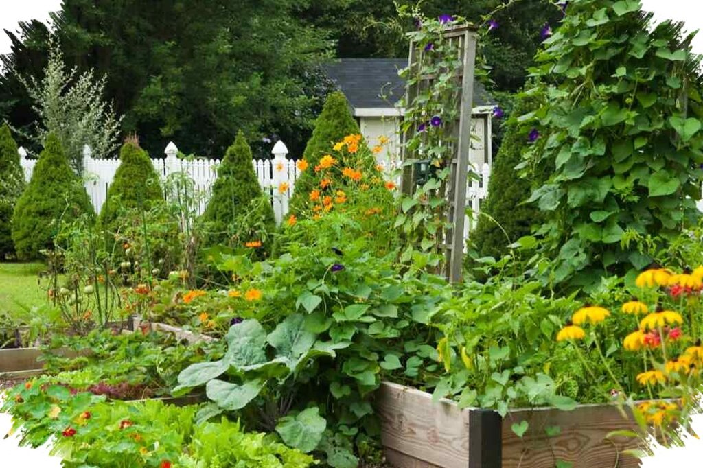 Desain Kebun Sayur Organik yang Tertata, Panen Sehat Tetap Hemat di Lahan Sempit