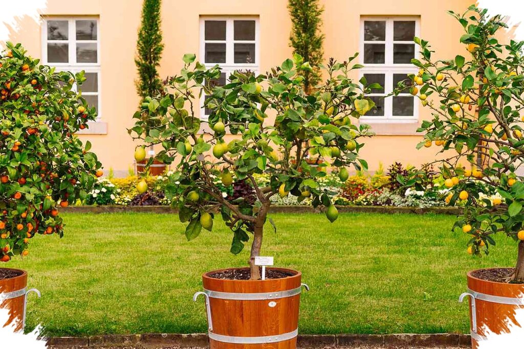 Cangkokan Buah Dalam Pot, Pilihan Cerdas Untuk Halaman Rumah Yang Terbatas