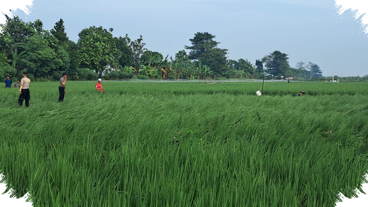 Dua Korban Jiwa Akibat Banjir Semarang, Nenek Ditemukan Di Parit Sawah Setelah Tanggul Plumbon Jebol