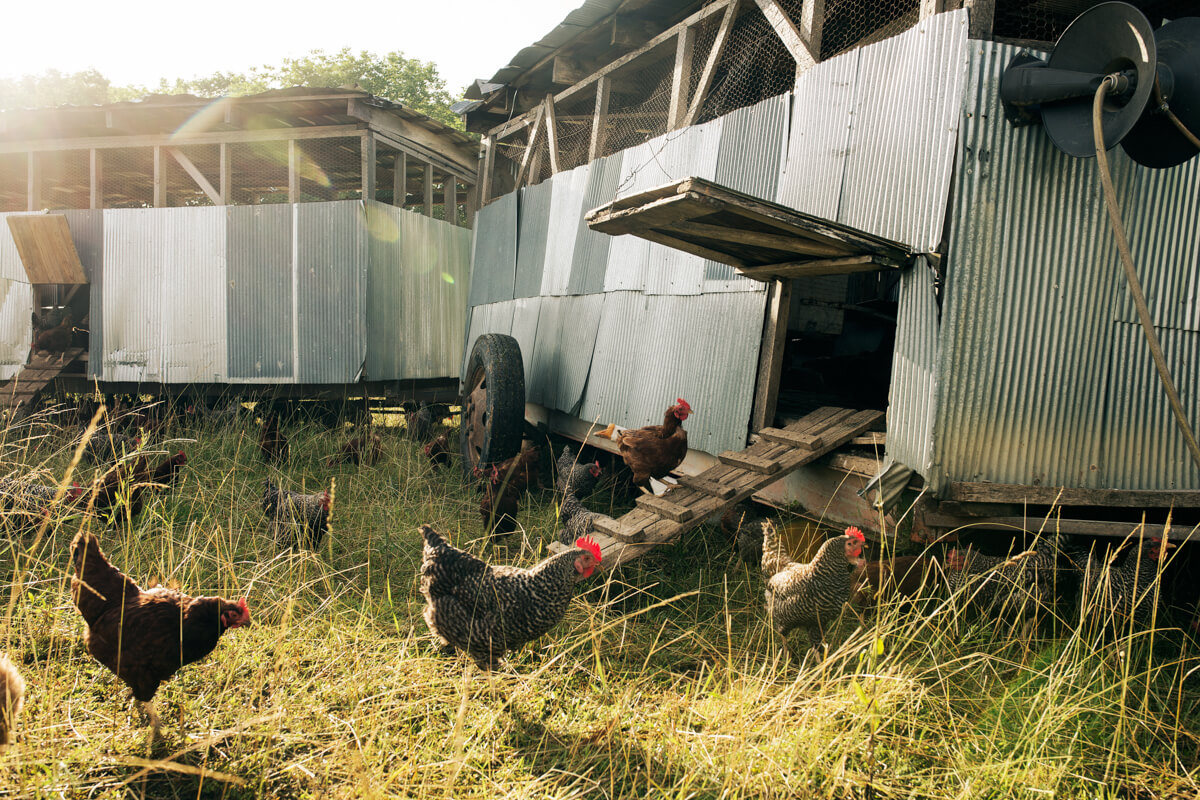 Ayam Kampung Dan Sayur Di Pekarangan, 8 Pola Praktis Yang Bisa Menambah Cuan Ibu Desa