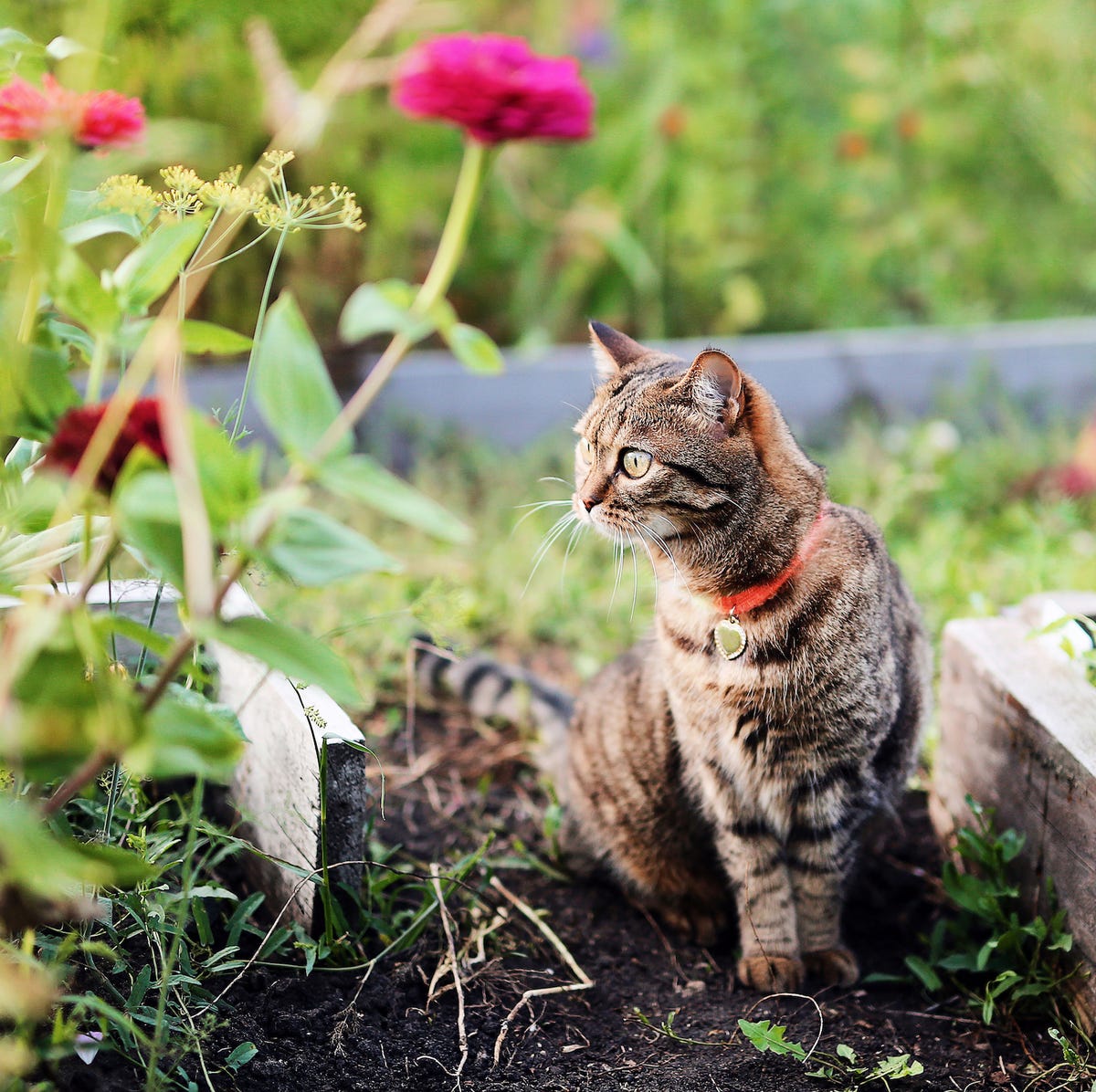 Bukan Cuma Bau, Halaman yang Gelap dan Penuh Sisa Makanan Bikin Kucing Liar Betah Datang Lagi