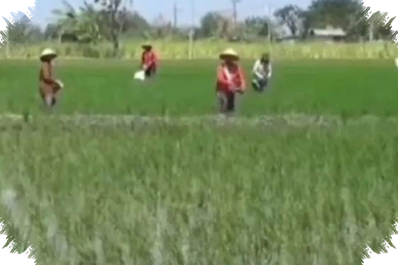 Ngawi Siapkan Panen Padi 169 Ribu Hektare, Lahan 49 Ribu Hektare Dipacu Lewat IP 2,8 dan E-Farm