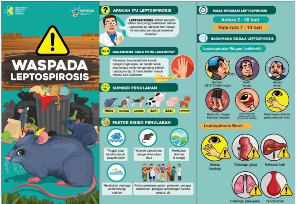 Penyakit dari Tikus Tak Cuma Hantavirus, Ini 5 Infeksi Lain yang Perlu Diwaspadai