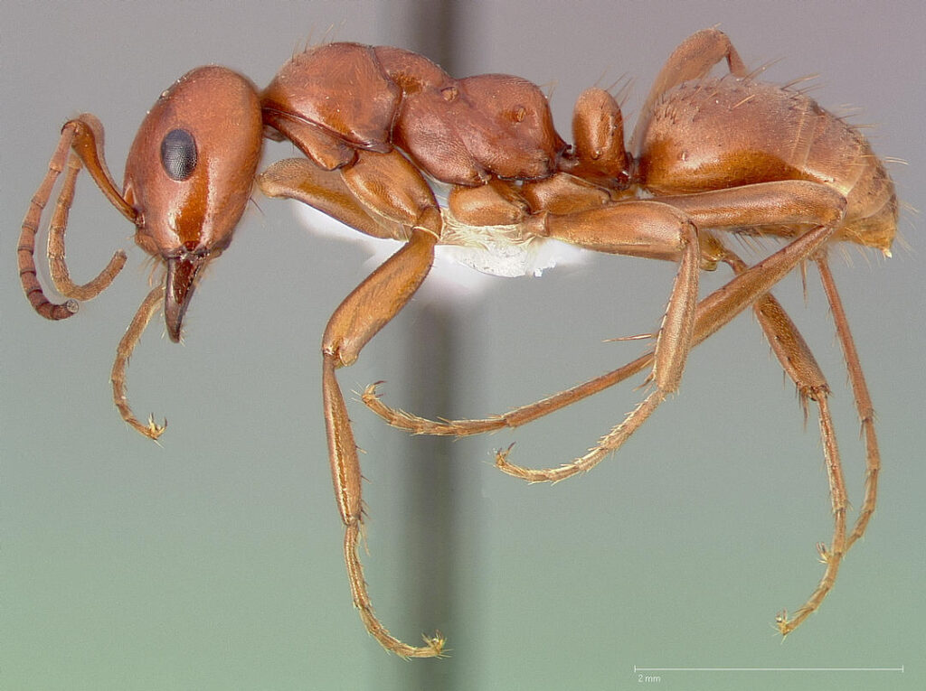 Serangan Cepat, Rahang Sabit Polyergus Membuat Semut Ini Bergantung Pada Budak Koloni Lain