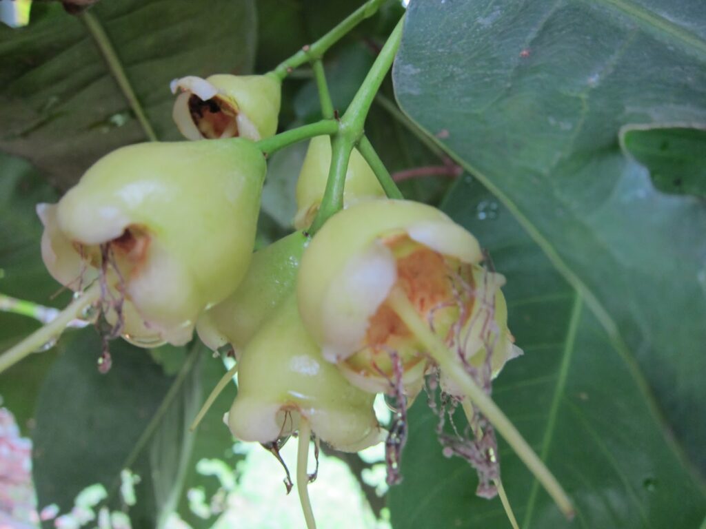 Buah Jambu Air Cepat Busuk Dan Rontok, Tanda Lalat Buah Sering Terlambat Disadari